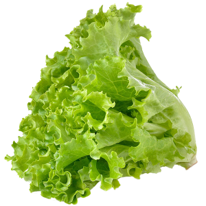 Lettuce
