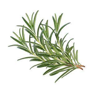 Rosemary